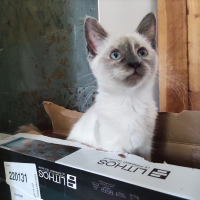 Photo de profil de Tinga