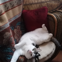 Photo de profil de Kaline