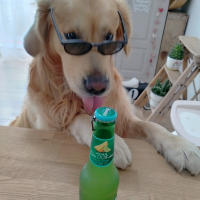 Photo de profil de Pinceau 