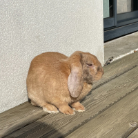 Photo de profil de Ponyo