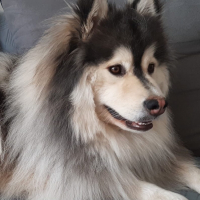 Photo de profil de Rakkaus