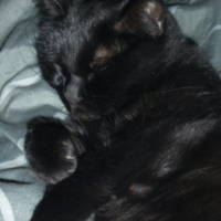 Photo de profil de Minette