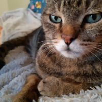 Photo de profil de Samoussa