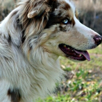Photo de profil de Ozzie