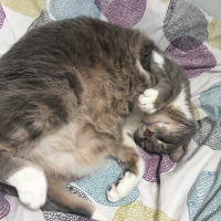 Photo de profil de Simba 