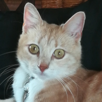 Photo de profil de Shadow 