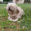 Photo de Peluche 