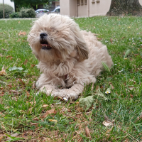 Photo de profil de Peluche 