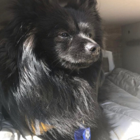Photo de profil de Rocky 