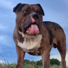 Photo de Boyka