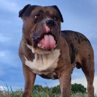 Photo de profil de Boyka