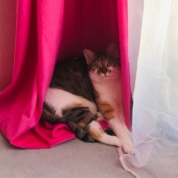 Photo de profil de Caramel 