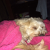 Photo de Coutzac , Bichon Havanais