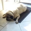 Photo de Doggy, Carlin