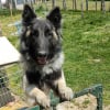 Photo de Rufus , Berger Belge Tervueren