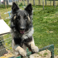 Photo de profil de Rufus 