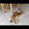 Photo de Kitty