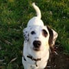 Photo de Xyla , Dalmatien