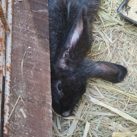 Photo de profil de Tamarah