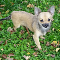 Photo de profil de Chihuahua jeune