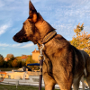 Photo de Tyson , Berger Belge Malinois