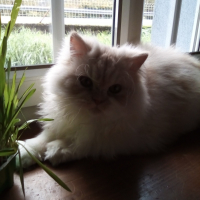 Photo de profil de Topaze