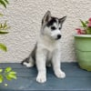 Photo de Togo , Husky Sibérien