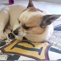 Photo de profil de Nougat