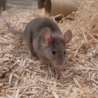 Photo de profil de Tesla