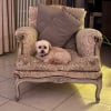 Photo de Janna, Bichon Havanais
