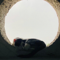 Photo de profil de Loki
