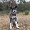 Photo de T-Suga, Akita Inu