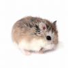 Photo de Popcorn, Hamster