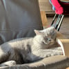 Photo de Socrate, British Shorthair