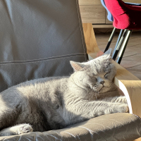 Photo de profil de Socrate