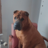 Photo de profil de Otdog