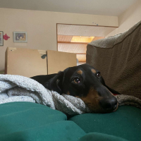 Photo de profil de Rocky