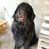 Photo de Falco, Terre-Neuve