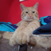 Photo de Shadow