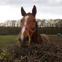 Photo de profil de Toubon 