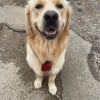 Photo de Sushi, Golden Retriever