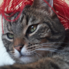 Photo de Prince