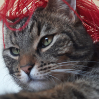 Photo de profil de Prince
