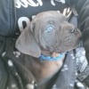 Photo de Angus, Cane Corso