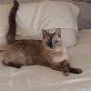 Photo de Mia, Siamois