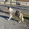 Photo de Sayko, Border Collie