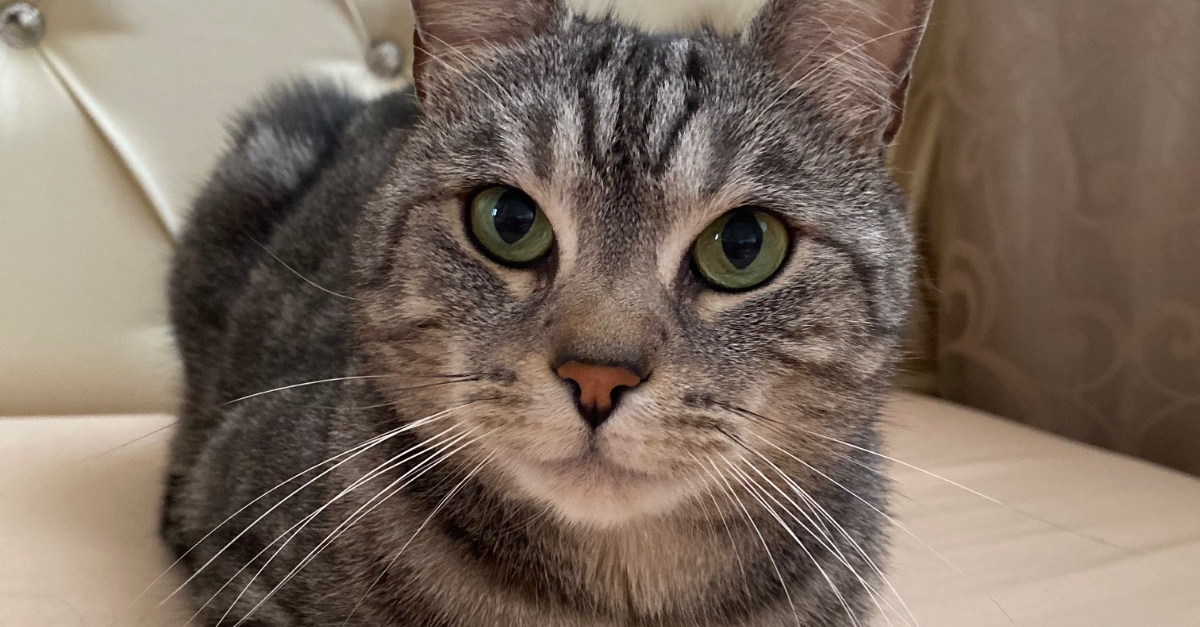 Profil de Tony - Woopets