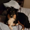 Photo de Charlie, Berger Australien