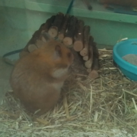 Photo de profil de Bouboule 