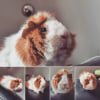 Photo de Alfred Léo, Cochon d’Inde